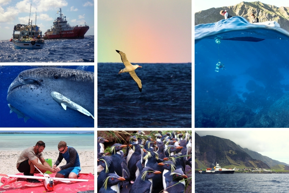 Clockwise from top left: two boats in the sea, a bird flying across the horizon, a person lowering a camera into water from a boat, a large vessel in sea by an island, penguins, two people fixing a drone, a whale shark. 