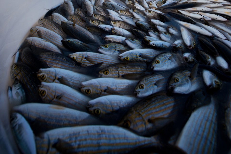 MMO issue over 2200 fishing vessel licences following UK and EU Trade and Cooperation Agreement