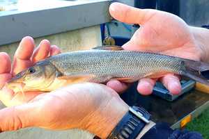 A fish reared for release at the National Coarse Fish Farm 