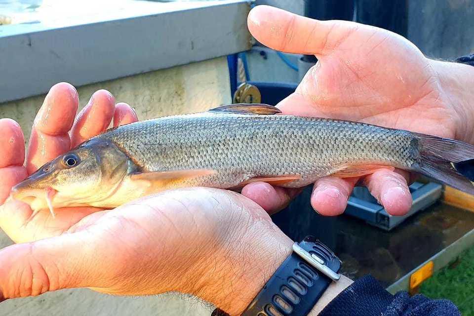 Improving fish populations in the East Midlands