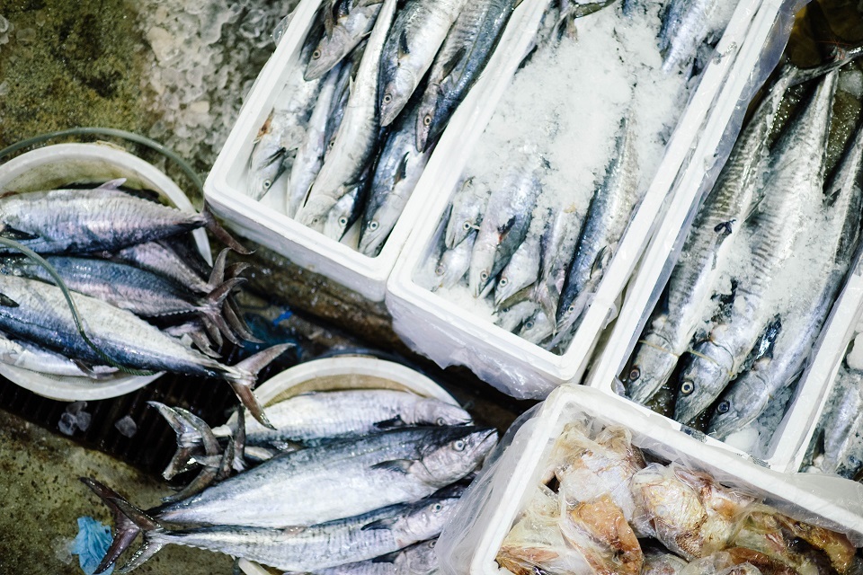 New financial support for the UK’s fishing businesses that export to the EU
