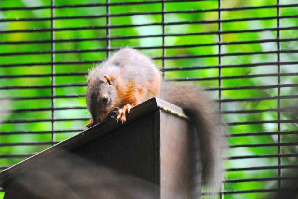 Baby red squirrels born on Ballykinler Training Area