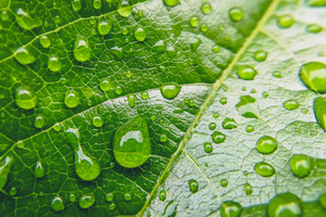 Leaf with water droplets 