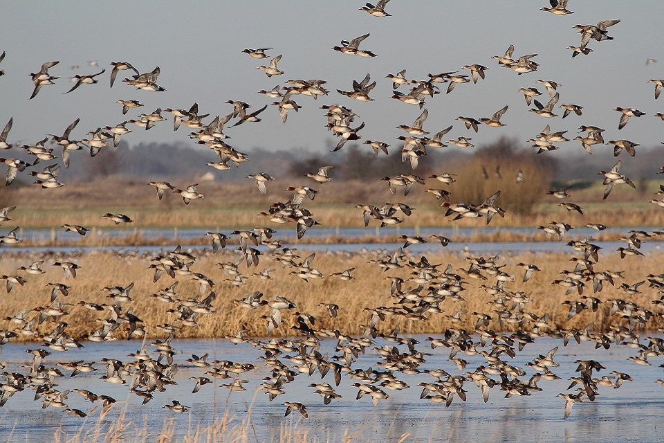 Natural England announces major extension to the Lower Derwent Valley National Nature Reserve to mark World Wetlands Day