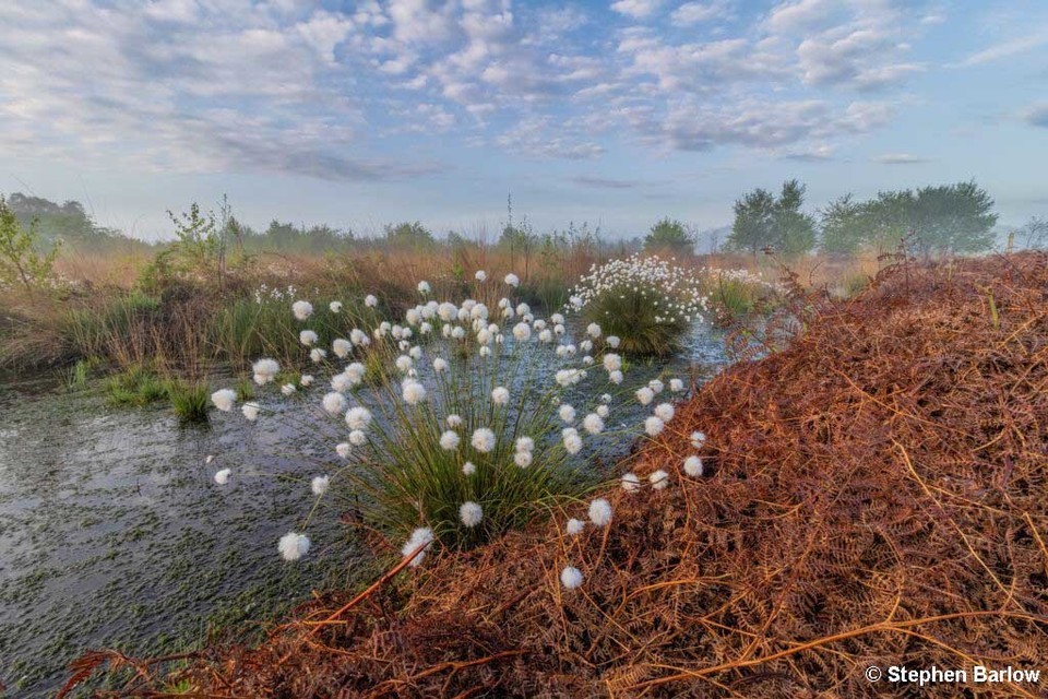 Environmental arts project comes to the Marches Mosses