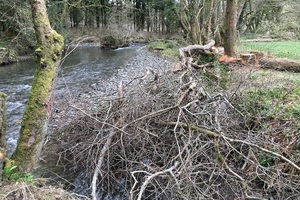 Clear river lined with trees on river bank