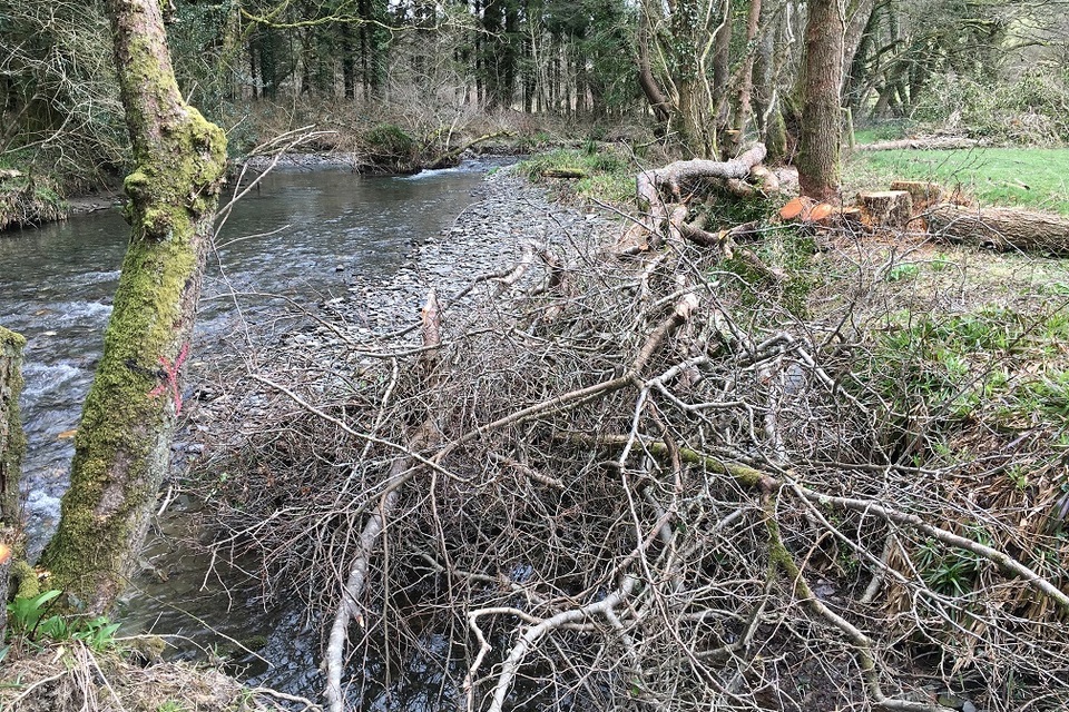 Upper Tamar rivers to benefit from fishery and habitat improvements