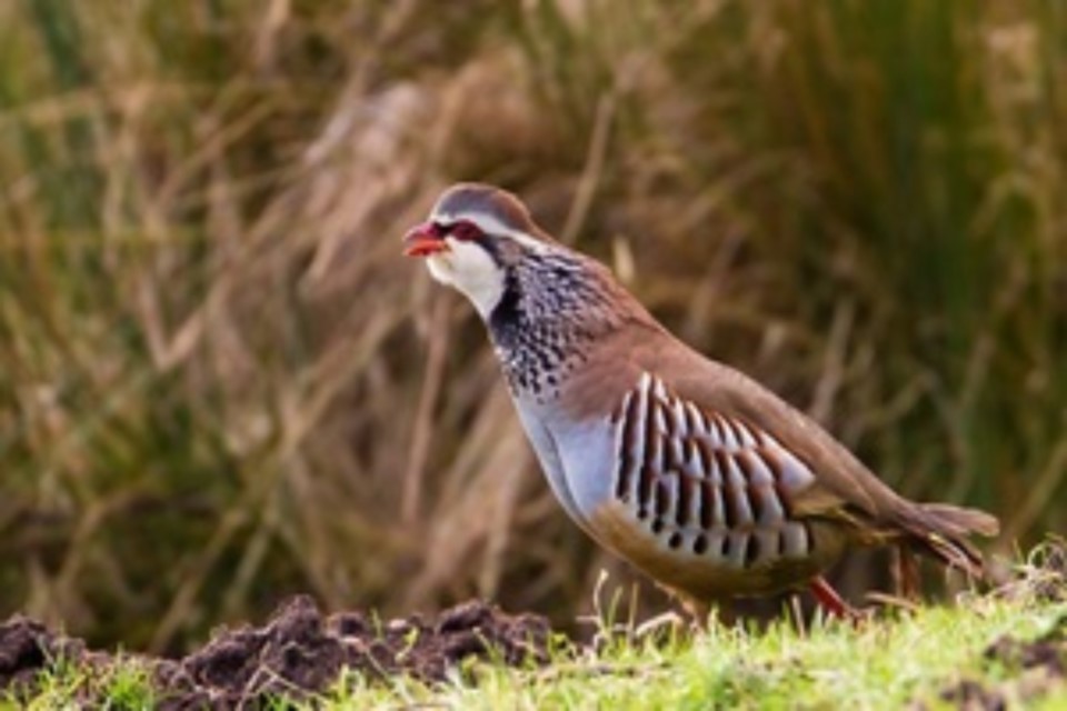 Consultation launches on interim licences for releasing gamebirds