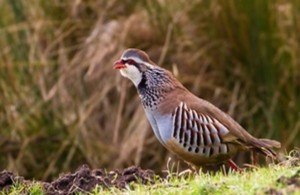 Image of a red legged partridge on a mossy patch of grass. There is vegetation in the background.