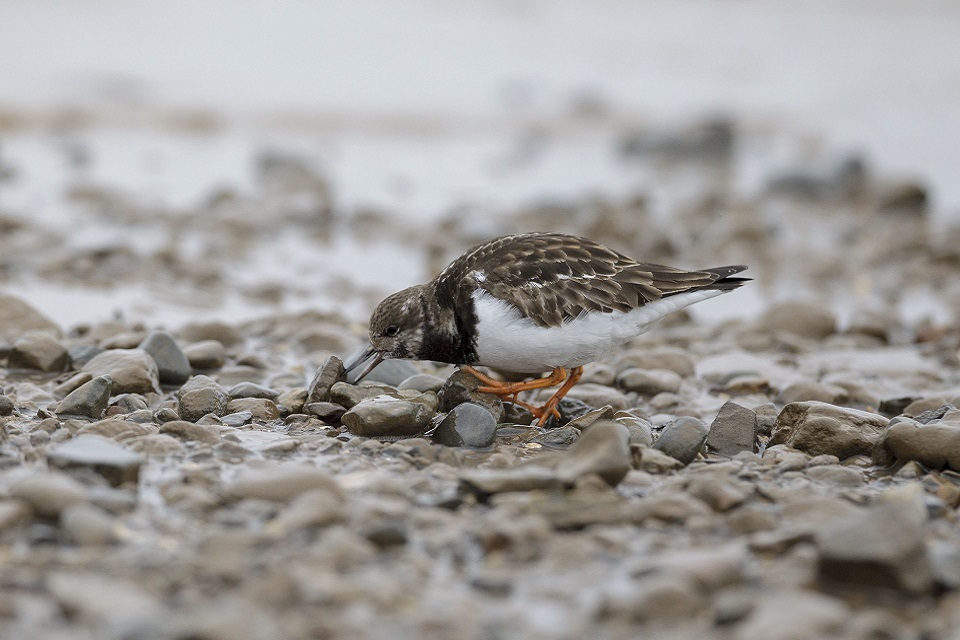 Major habitat creation project on the Humber to start this spring