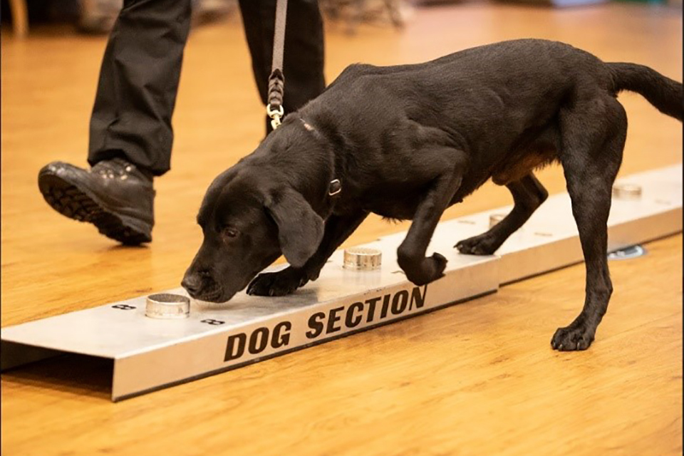 Drug store dog handler