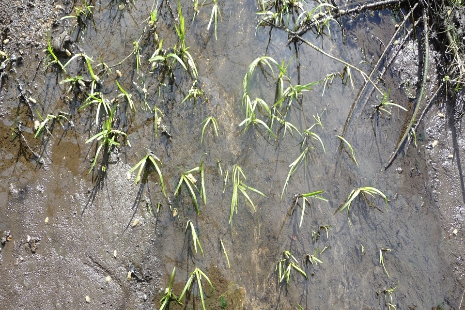 Thames Water fined £2.3 million for 'foreseeable' pollution