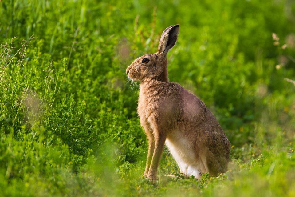 Assessment launches to appraise UK wildlife and forest crime legislation and enforcement
