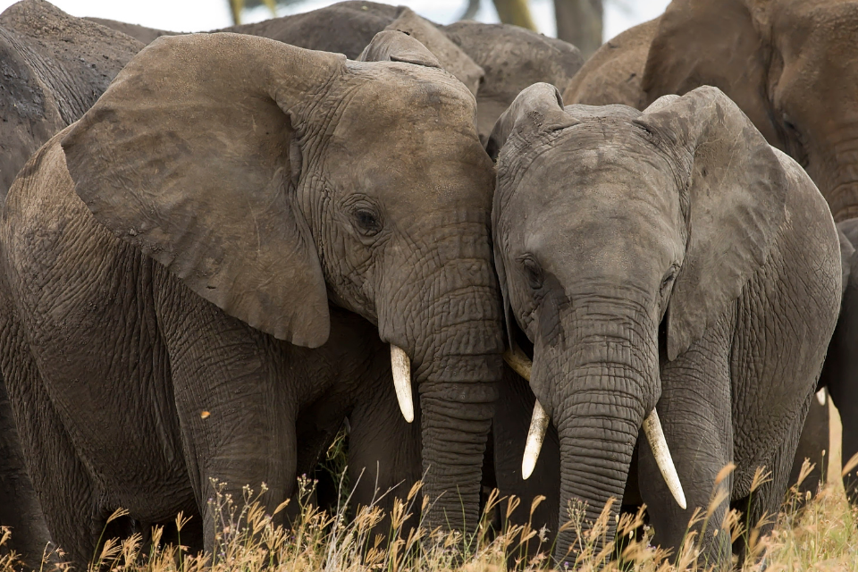 UK’s world leading ivory ban moves step closer