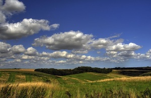 Image of green field with yellow flowers and blue sky in the background.