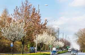 Image of trees along a roadside.