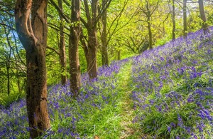 Image of tree growing against green landscape