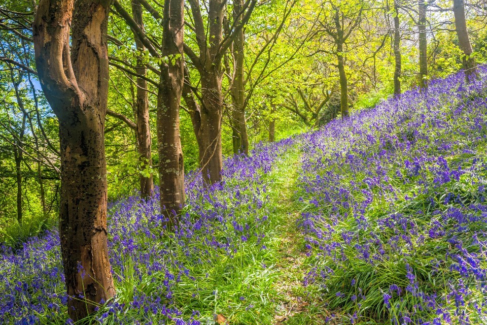 Defra announces funding boost and new partnership with Forest for Cornwall