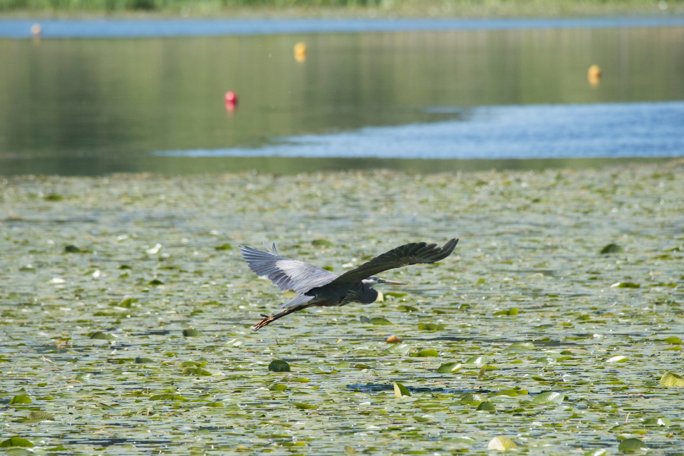 Plans announced to phase out lead ammunition in bid to protect wildlife