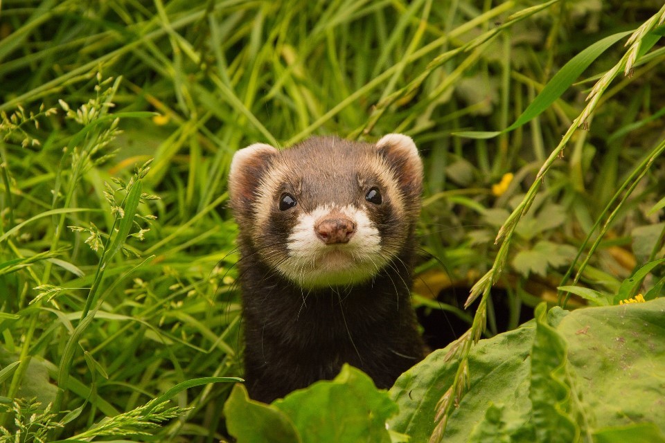 Ferrets to be removed as permitted target species for the DOC 250 spring trap