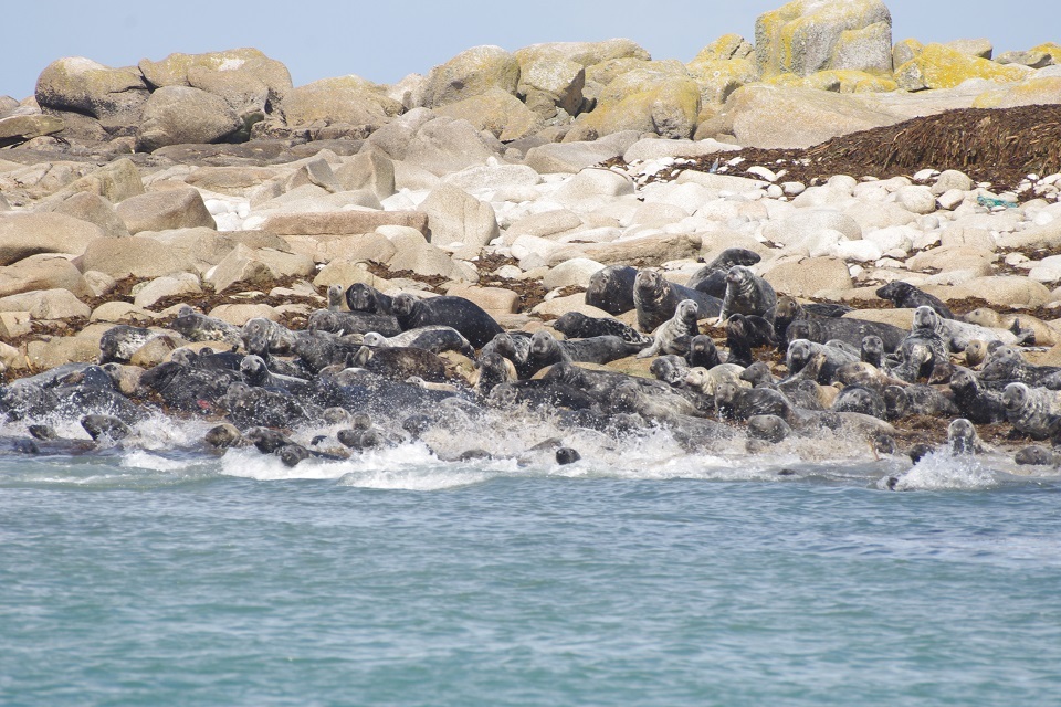 Public urged to ‘GIVE SEALS SPACE’