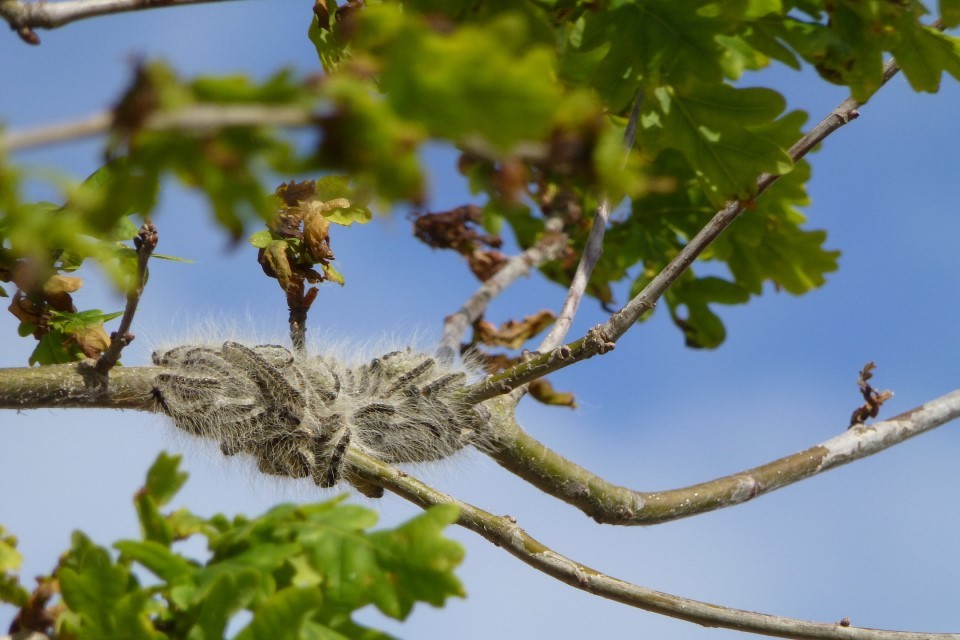 Public urged to report sightings of tree pest oak processionary moth caterpillars