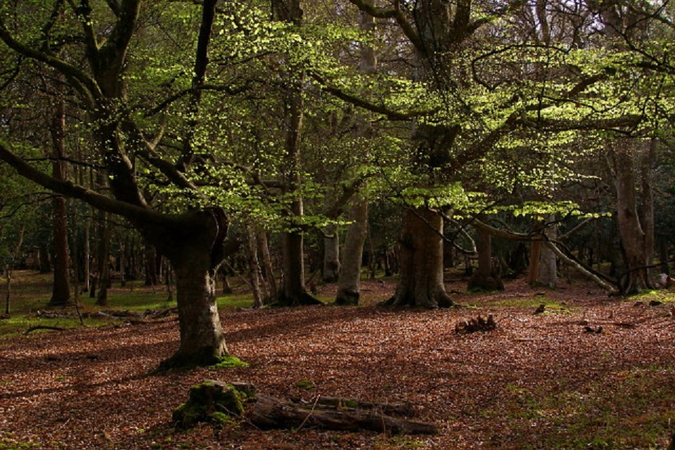 Changes to the Basic Payment Scheme in the New Forest