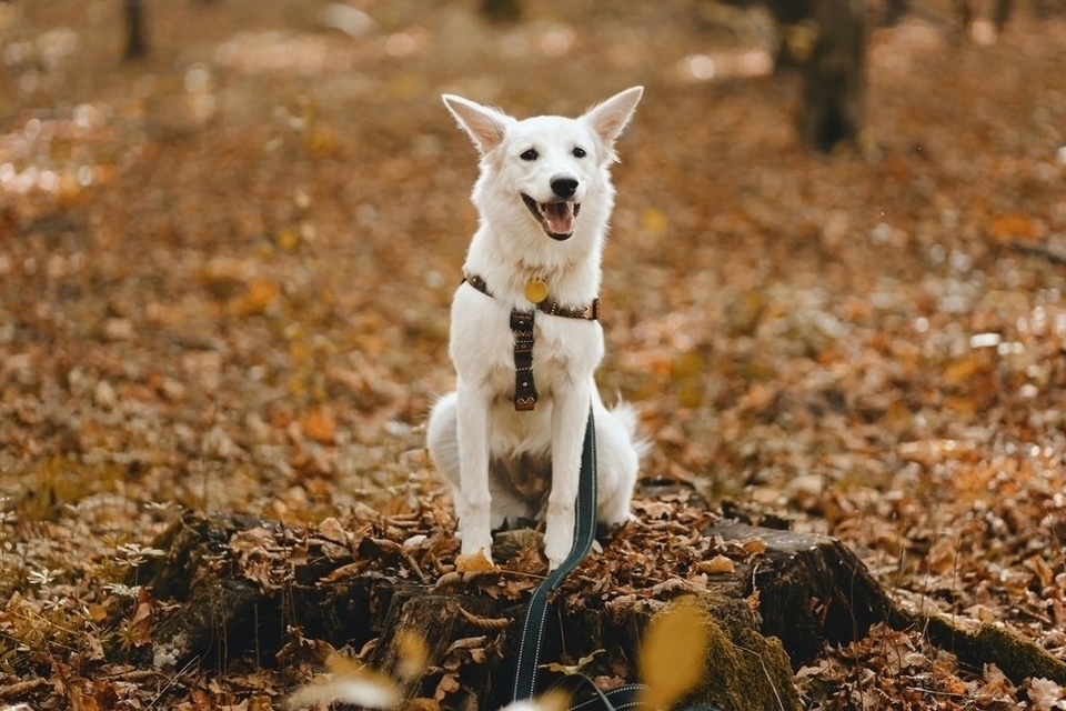 Taskforce launched to investigate reported rise in pet thefts