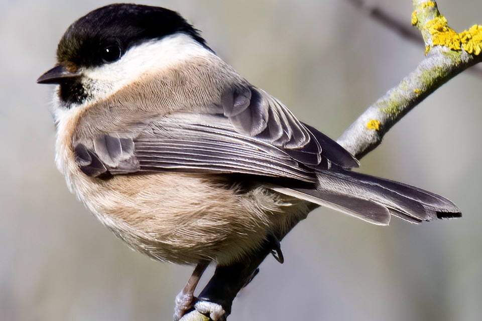 Yorkshire wetlands designated Site of Special Scientific Interest