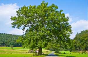 A photo of a tree