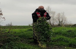 An officer from the Environment Agency holding a thick mat of Floating pennywort from the river Great Ouse.
