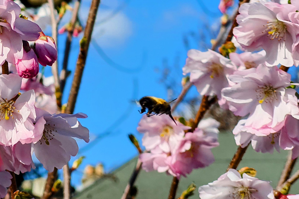 Independent report assesses species data in England