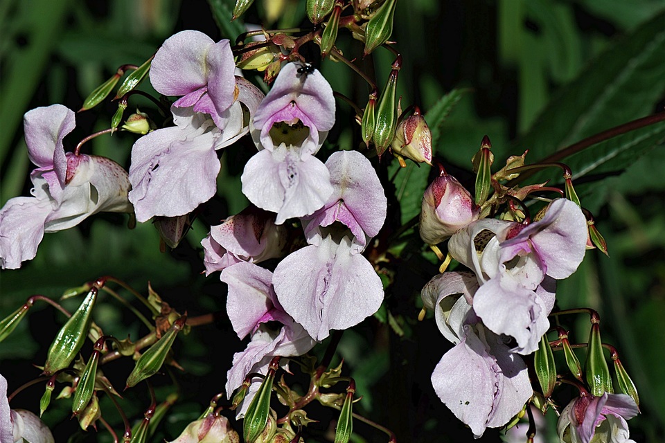 Appeal for Calderdale residents to tackle invasive plant species to protect the local environment and reduce flood risk