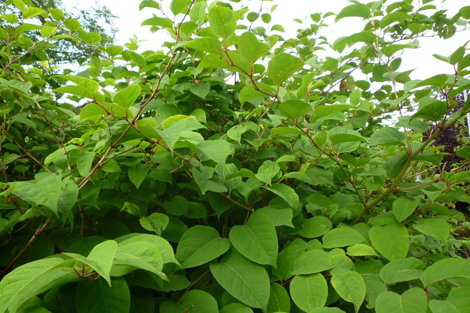 Japanese knotweed