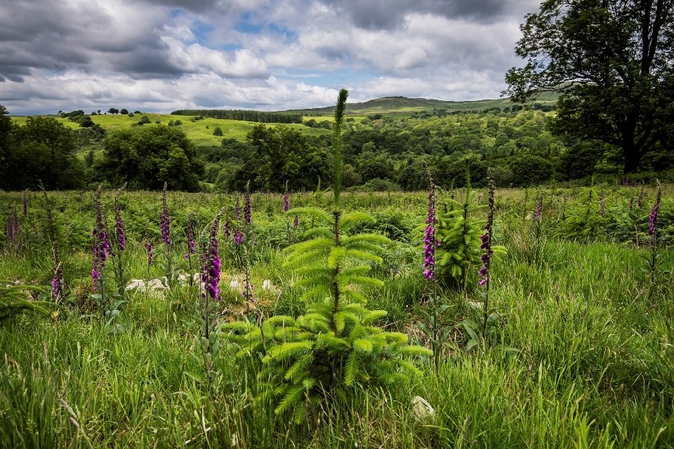 Fourth Woodland Carbon Guarantee auction dates announced