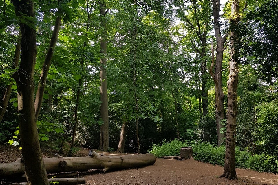 New Tree Health Pilot to launch this summer