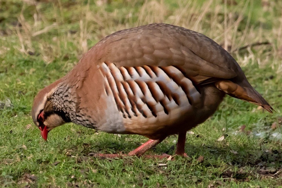 Interim general licensing regime for releasing gamebirds