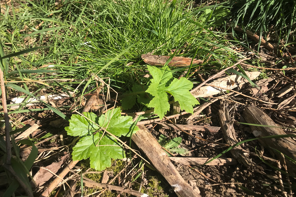 Thousands of Giant Hogweed plants cleared from Denver complex