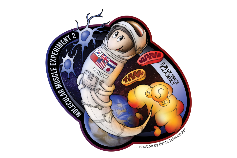 Worms on a mission to research muscle loss in space