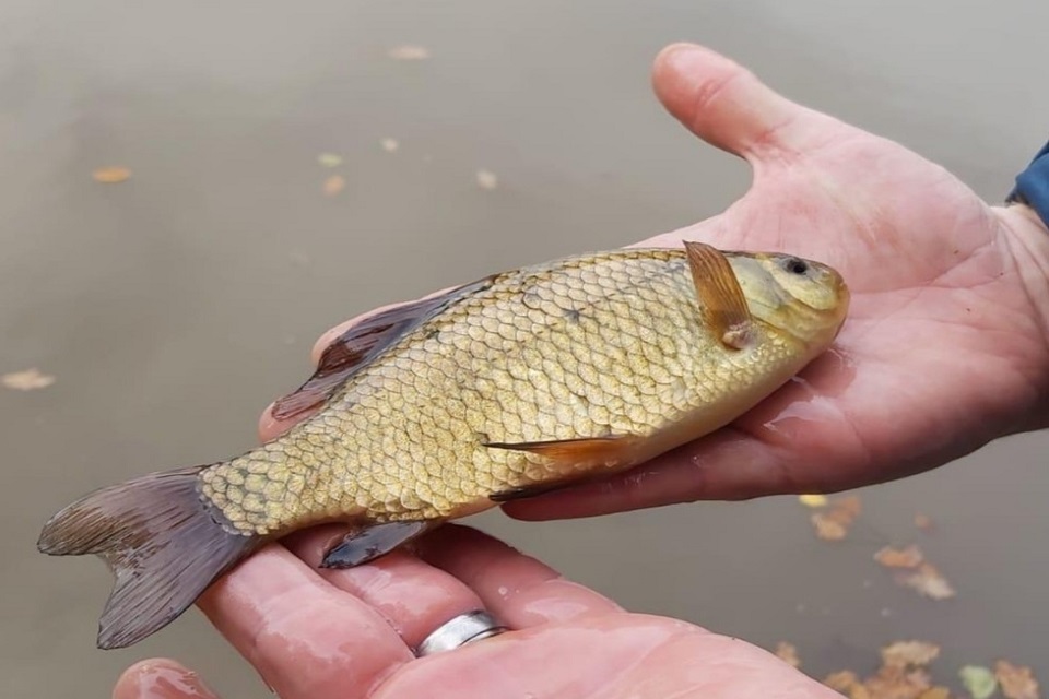Rod licence income benefits fisheries in Sussex and Hampshire