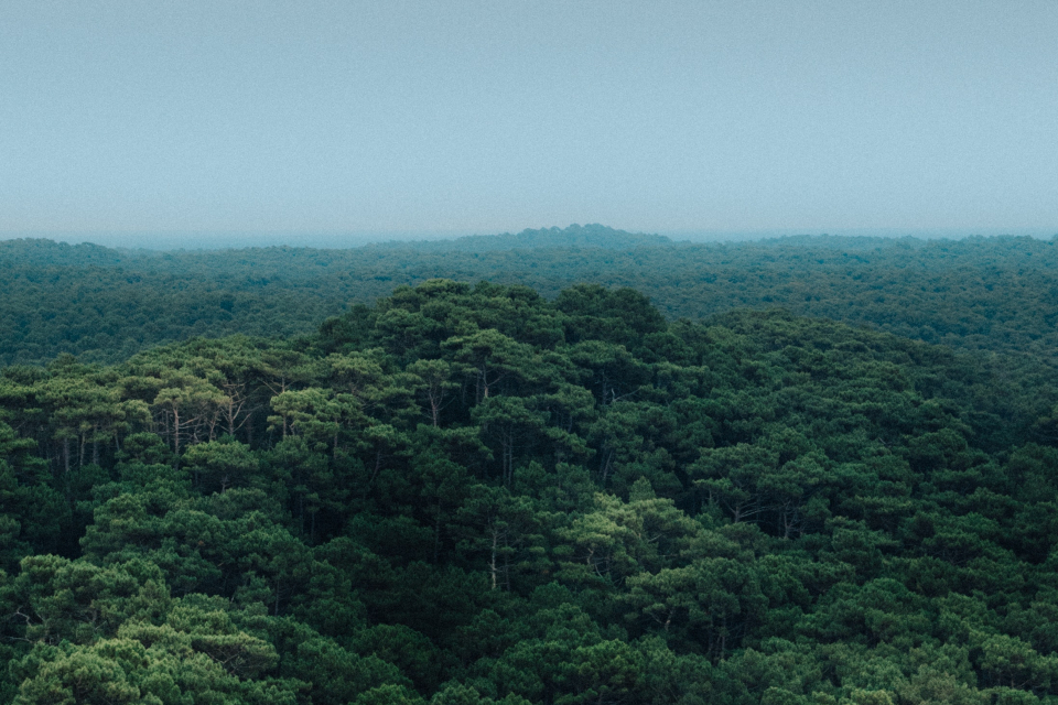 New international alliance to preserve Peruvian Amazon rainforest