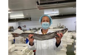 The Fisheries Minister looks at the days catch at Brixham fish market.