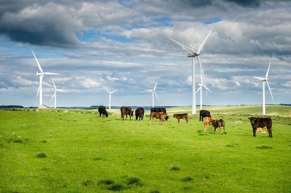 A groups of cows standing in a field. Also has wind turbines in the background. 