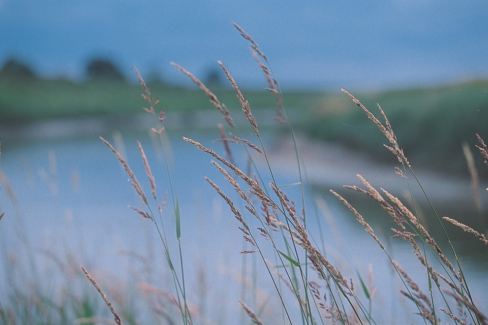 Habitats protected in Norfolk through stricter abstraction limits