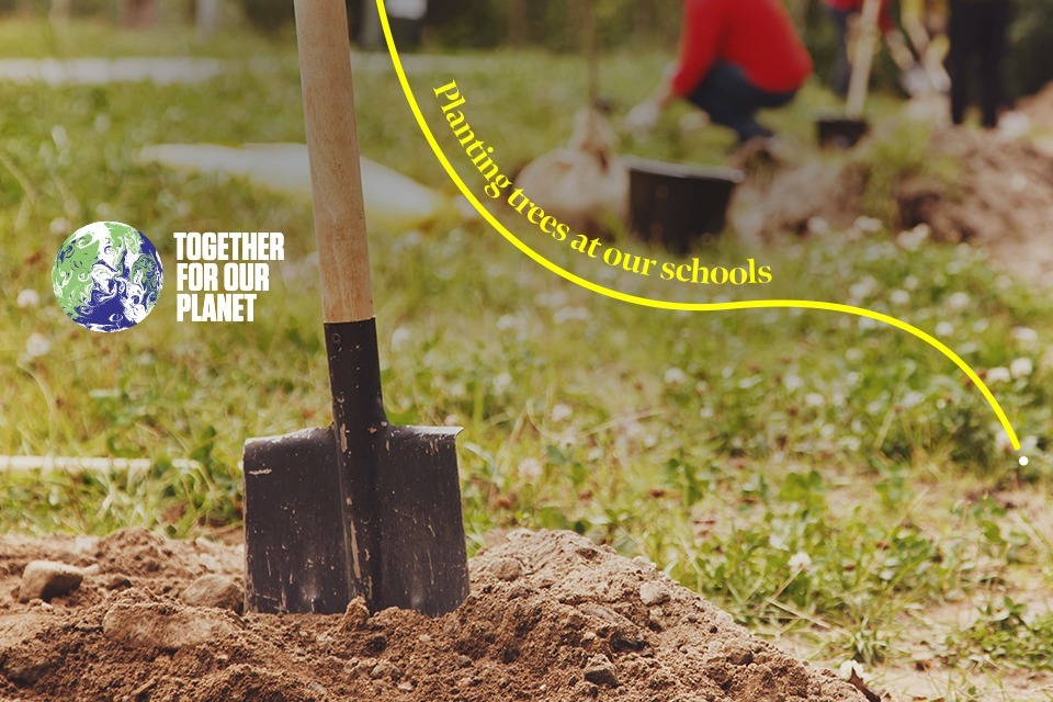 Northern Ireland Office confirms supplier to offer Centenary tree to every local school