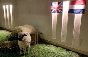 British sheep