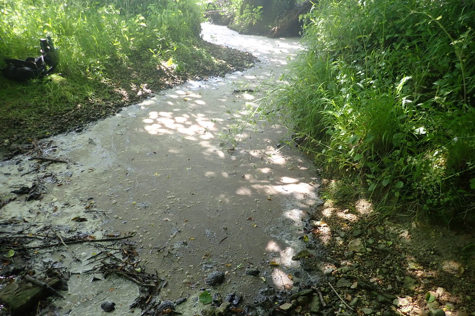 Dorset farmer's leaky silage clamp kills fish in river