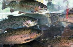 rainbow trout