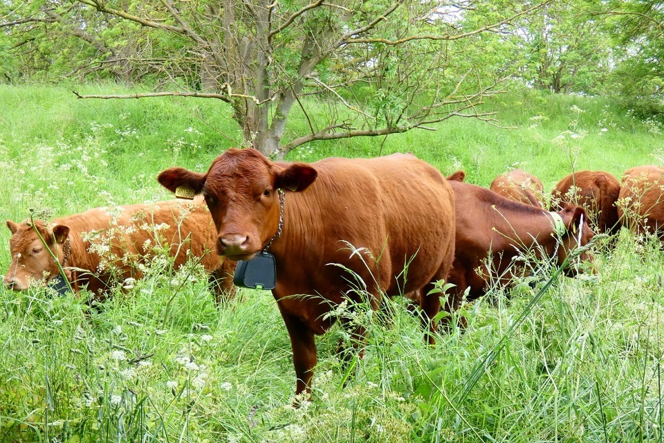 Cattle wearing smart collars will improve sand dune habitats