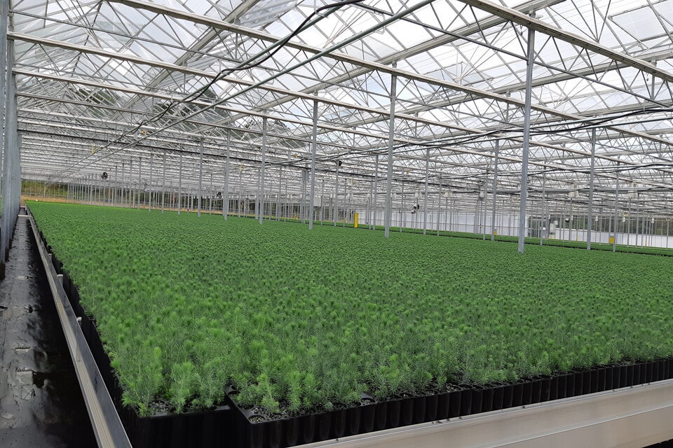 Forestry Commission launches new Tree Production Innovation Fund